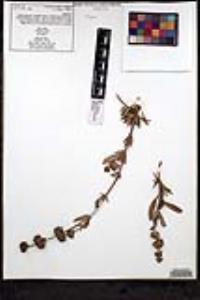 Salvia mellifera image