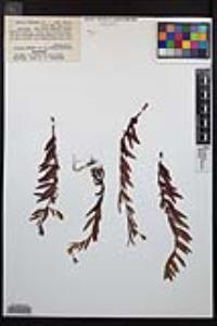 Epilobium ciliatum subsp. watsonii image