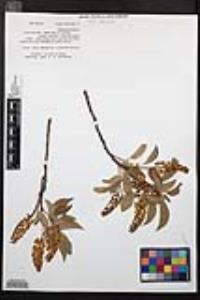 Prunus virginiana var. demissa image