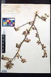 Amelanchier utahensis image