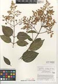 Ligustrum lucidum image