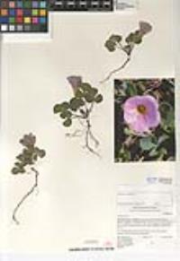 Oxalis purpurea image