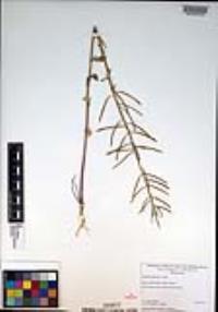 Barbarea orthoceras image