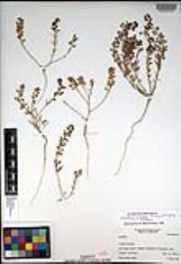 Lepidium nitidum image