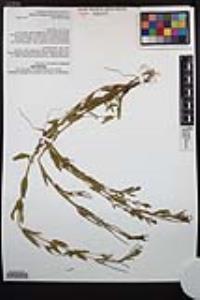 Epilobium halleanum image