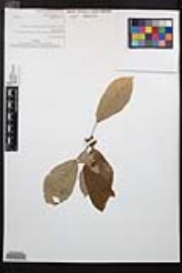 Prunus avium image