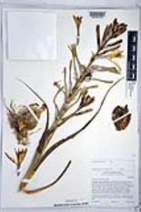 Hesperocallis undulata image