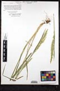 Agrostis exarata image