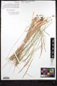 Agrostis pallens image