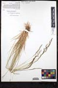 Agrostis pallens image