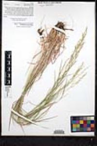 Agrostis pallens image