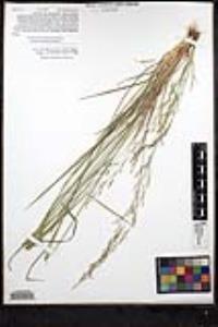 Agrostis pallens image