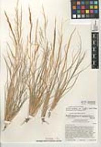 Aristida purpurea var. wrightii image