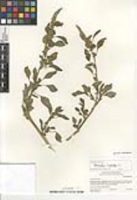 Amaranthus hybridus image