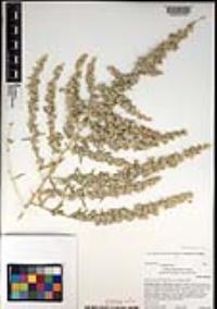 Atriplex canescens var. laciniata image