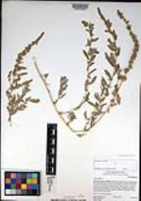 Atriplex glauca image