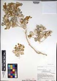 Atriplex hymenelytra image