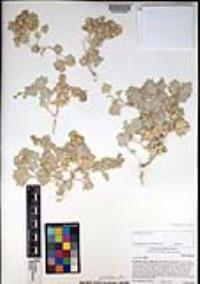 Atriplex hymenelytra image