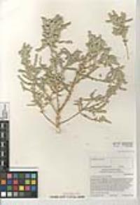 Atriplex polycarpa image