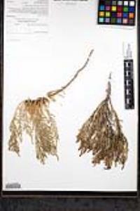 Sarcocornia pacifica image
