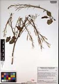 Cardamine californica image