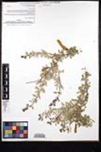 Senegalia greggii image