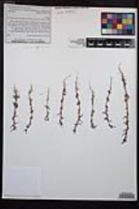 Camissoniopsis hirtella image