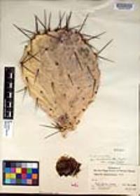 Opuntia phaeacantha image