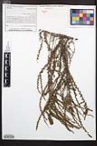 Adenostoma fasciculatum image