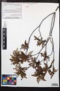 Chamaebatia australis image