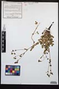 Horkelia cuneata image