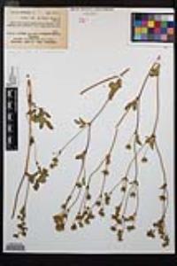 Drymocallis glandulosa var. reflexa image