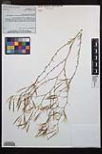 Epilobium brachycarpum image
