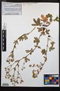 Potentilla gracilis image