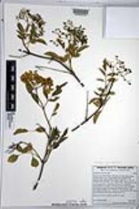 Sambucus cerulea image