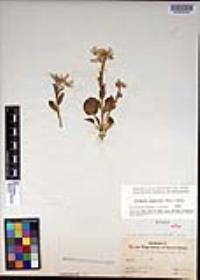 Cardamine douglassii image