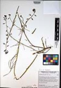 Caulanthus heterophyllus var. heterophyllus image