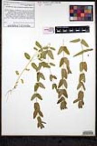 Scutellaria bolanderi subsp. austromontana image
