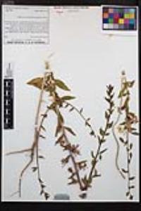 Clarkia unguiculata image