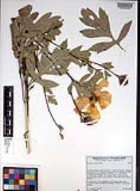 Romneya coulteri image