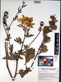 Romneya trichocalyx image