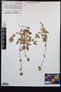 Drymocallis lactea var. lactea image