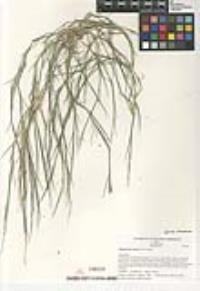 Muhlenbergia appressa image