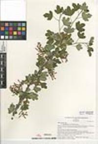 Ribes aureum var. gracillimum image