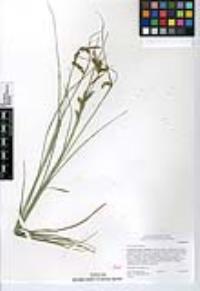 Carex triquetra image