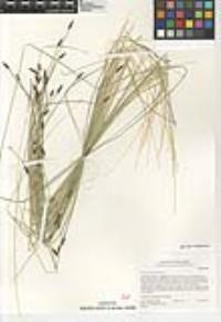 Eleocharis parishii image