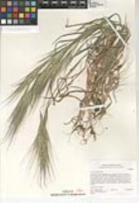 Bromus diandrus image