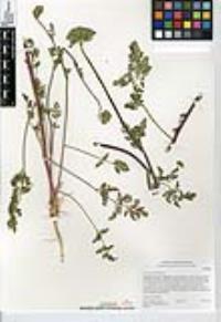 Daucus pusillus image