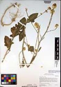 Brassica nigra image