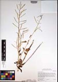 Cardamine californica image